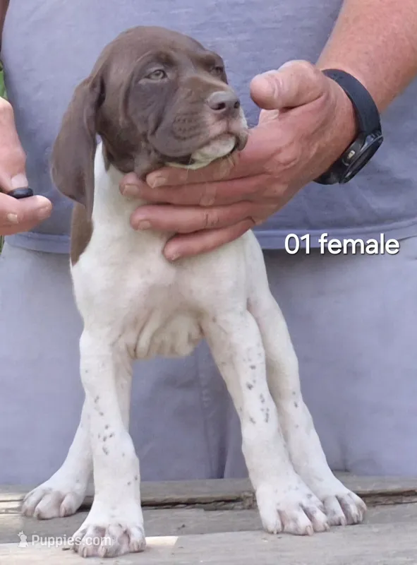 Female – German Shorthaired Pointer puppy for sale in Youngstown, OH