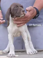 Female, a male German Shorthaired Pointer for sale in Youngstown, OH – 1 of 4