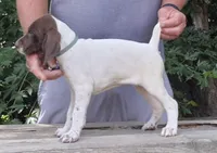 Female, a female German Shorthaired Pointer for sale in Youngstown, OH – 2 of 2