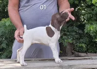 Female, a male German Shorthaired Pointer for sale in Youngstown, OH – 2 of 4