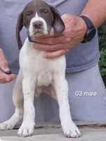 Male, a female German Shorthaired Pointer for sale in Youngstown, OH – 2 of 2