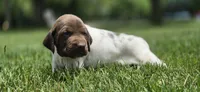 03 Female, a female German Shorthaired Pointer for sale in Youngstown, OH – 4 of 4