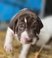 01, a female German Shorthaired Pointer for sale in Youngstown, OH – 3 of 4