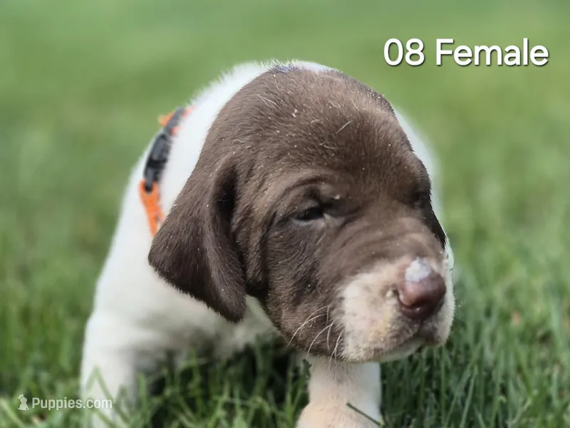 08 Female – German Shorthaired Pointer puppy for sale in Youngstown, OH