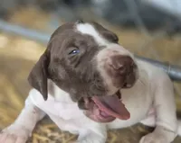 02, a female German Shorthaired Pointer for sale in Youngstown, OH – 3 of 5