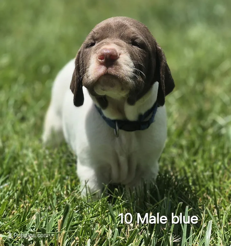 10 Male blue – German Shorthaired Pointer puppy for sale in Youngstown, OH