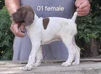 Female, a male German Shorthaired Pointer for sale in Youngstown, OH – 3 of 4