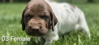 03 Female, a female German Shorthaired Pointer for sale in Youngstown, OH – 1 of 4