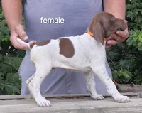 Female, a female German Shorthaired Pointer for sale in Youngstown, OH – 2 of 2