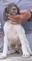 Male, a female German Shorthaired Pointer for sale in Youngstown, OH – 3 of 3