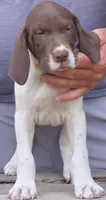Male, a male German Shorthaired Pointer for sale in Youngstown, OH – 2 of 2