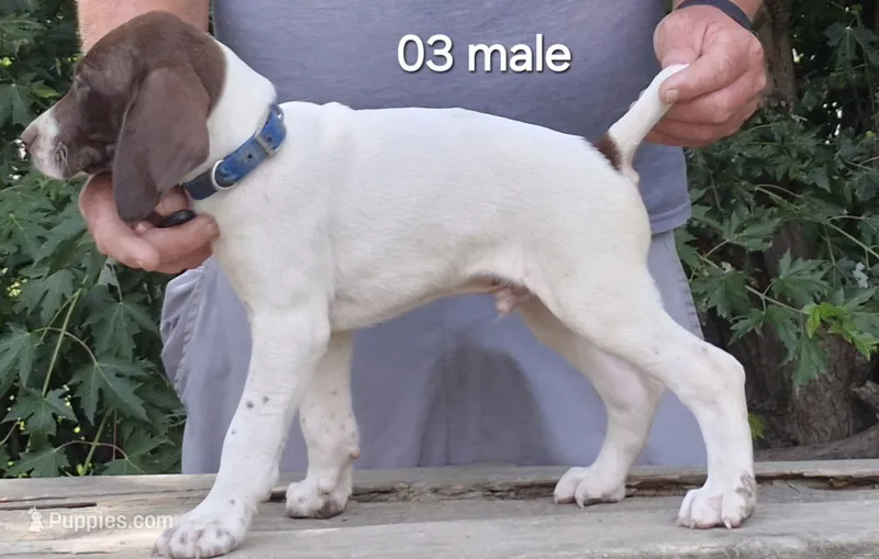 Male – German Shorthaired Pointer puppy for sale in Youngstown, OH