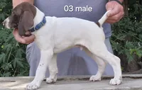 Male, a female German Shorthaired Pointer for sale in Youngstown, OH – 1 of 2