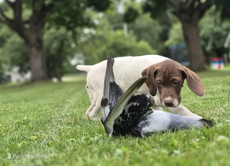 Female – German Shorthaired Pointer puppy for sale in Youngstown, OH