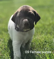 09 Female, a female German Shorthaired Pointer for sale in Youngstown, OH – 1 of 1