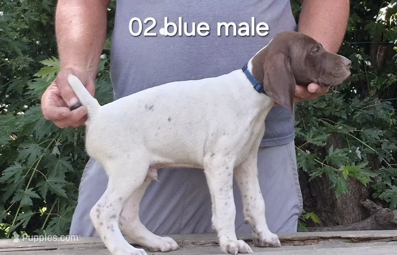 Male – German Shorthaired Pointer puppy for sale in Youngstown, OH