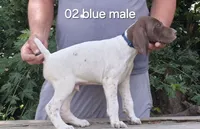 Male, a female German Shorthaired Pointer for sale in Youngstown, OH – 1 of 3