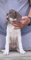 Female, a female German Shorthaired Pointer for sale in Youngstown, OH – 2 of 2
