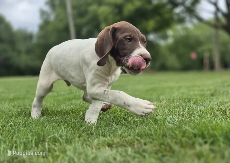 Female – German Shorthaired Pointer puppy for sale in Youngstown, OH