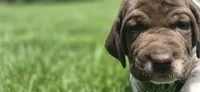 06 Female, a female German Shorthaired Pointer for sale in Youngstown, OH – 3 of 3