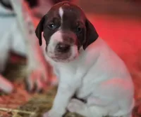 01, a female German Shorthaired Pointer for sale in Youngstown, OH – 4 of 4