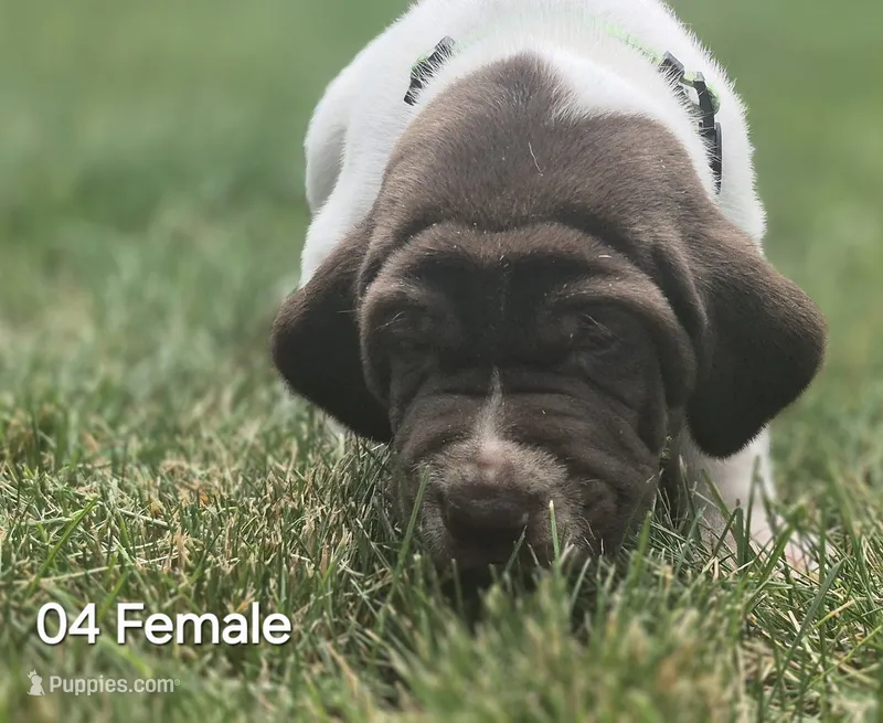 04 Female – German Shorthaired Pointer puppy for sale in Youngstown, OH