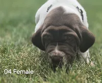 04 Female, a female German Shorthaired Pointer for sale in Youngstown, OH – 1 of 3