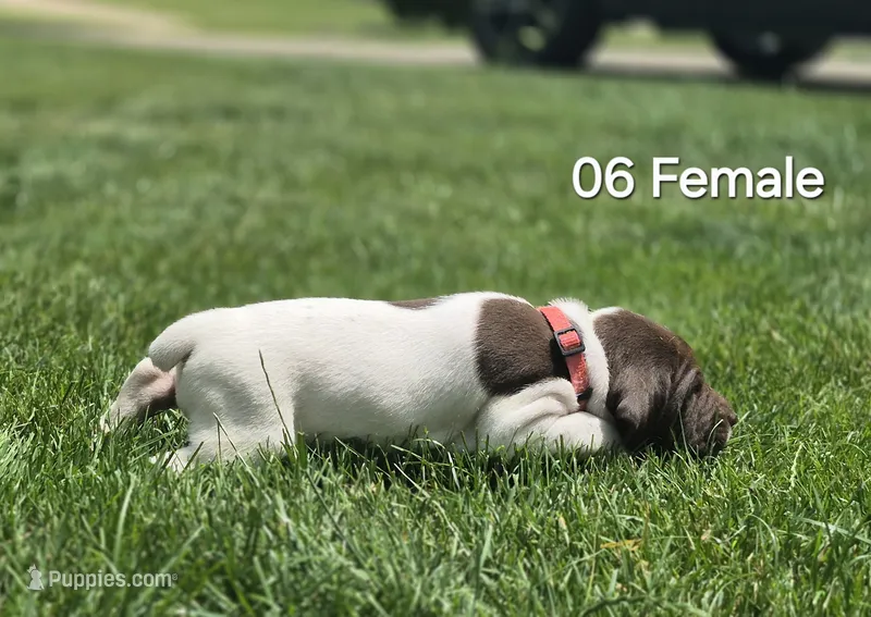 06 Female – German Shorthaired Pointer puppy for sale in Youngstown, OH