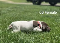 06 Female, a female German Shorthaired Pointer for sale in Youngstown, OH – 1 of 3