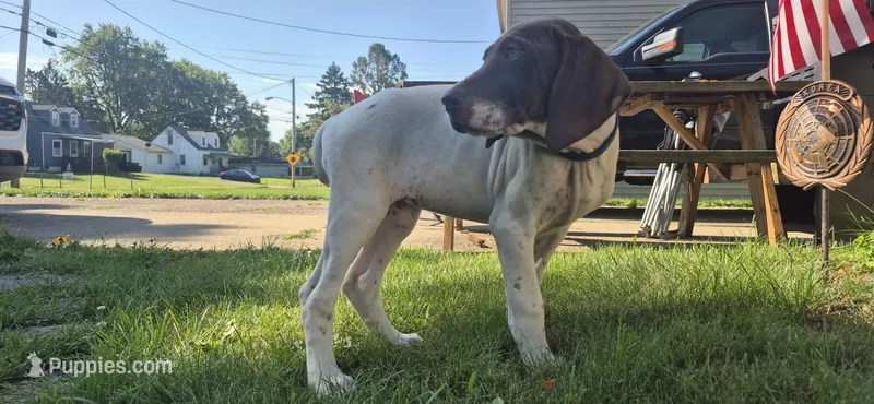 Female – German Shorthaired Pointer puppy for sale in Youngstown, OH