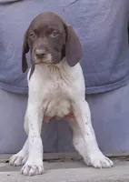 Female, a male German Shorthaired Pointer for sale in Youngstown, OH – 4 of 4