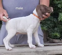 Male, a male German Shorthaired Pointer for sale in Youngstown, OH – 1 of 2