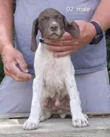 Male, a female German Shorthaired Pointer for sale in Youngstown, OH – 2 of 3