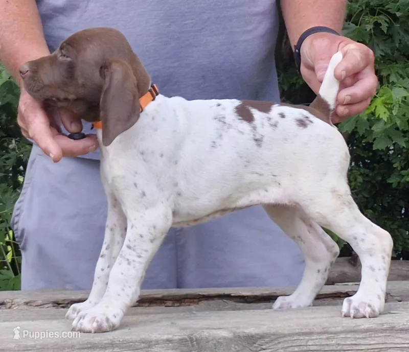 Female – German Shorthaired Pointer puppy for sale in Youngstown, OH
