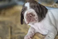 02, a female German Shorthaired Pointer for sale in Youngstown, OH – 2 of 5