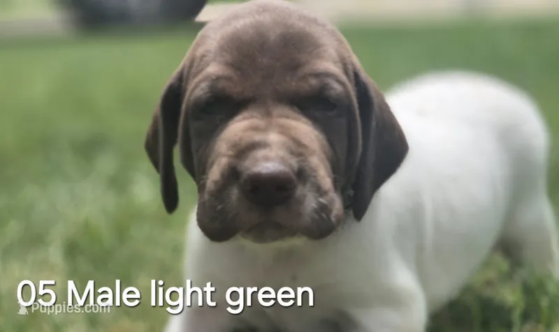 05 Male – German Shorthaired Pointer puppy for sale in Youngstown, OH