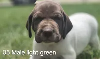 05 Male, a male German Shorthaired Pointer for sale in Youngstown, OH – 1 of 1