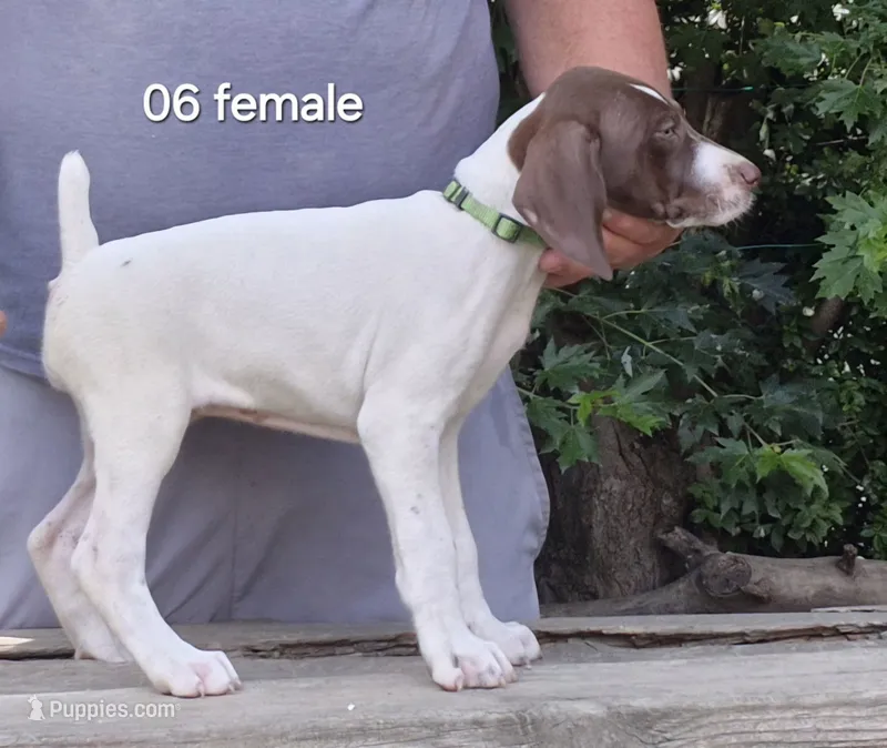 Female – German Shorthaired Pointer puppy for sale in Youngstown, OH