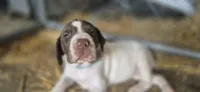 02, a female German Shorthaired Pointer for sale in Youngstown, OH – 5 of 5