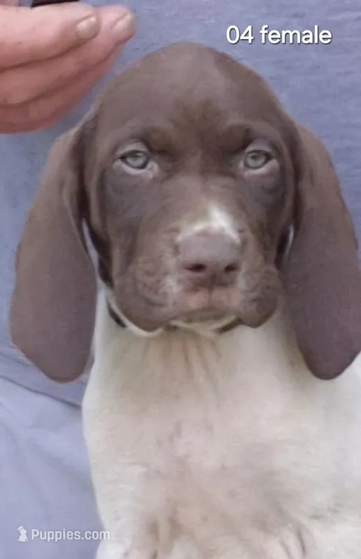 Female – German Shorthaired Pointer puppy for sale in Youngstown, OH