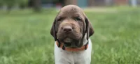 03 Female, a female German Shorthaired Pointer for sale in Youngstown, OH – 2 of 4