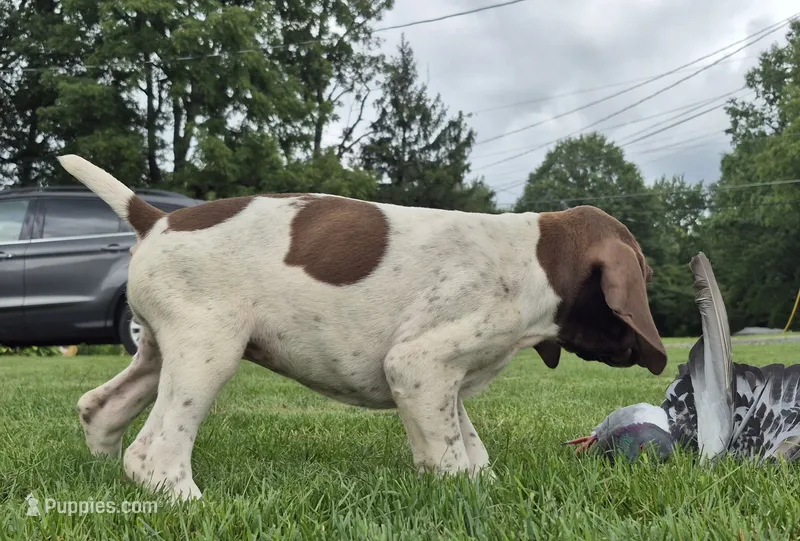 Female – German Shorthaired Pointer puppy for sale in Youngstown, OH
