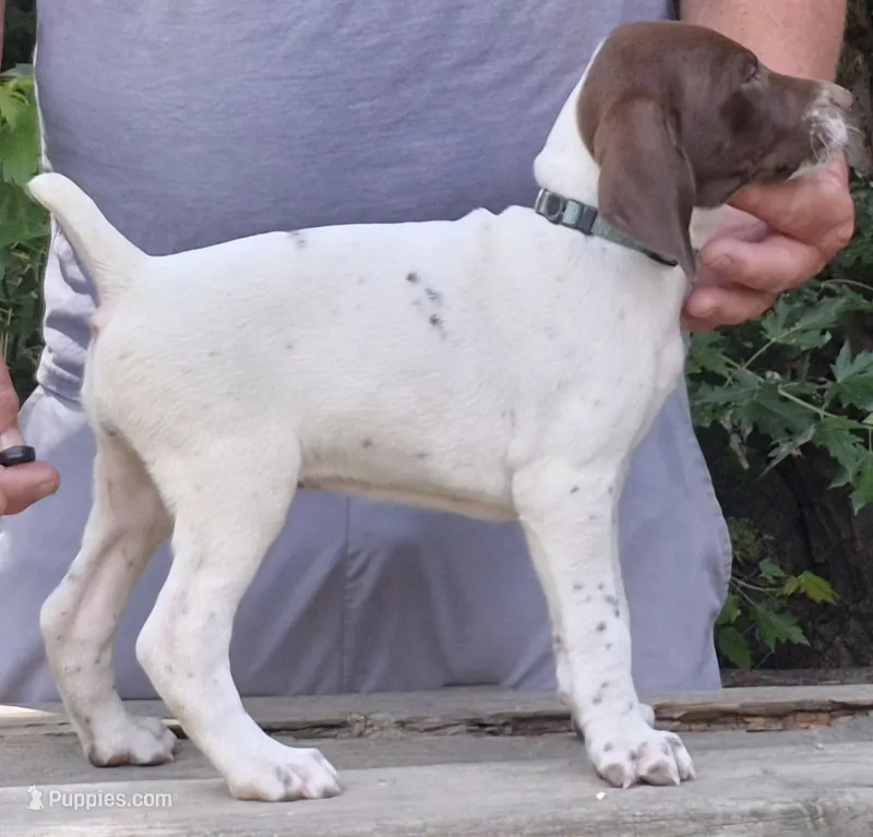 Female – German Shorthaired Pointer puppy for sale in Youngstown, OH