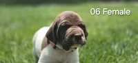 06 Female, a female German Shorthaired Pointer for sale in Youngstown, OH – 2 of 3