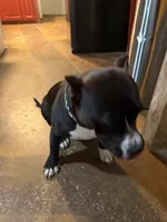 Nova , a female American Bully for sale in Duncan, OK – 3 of 3
