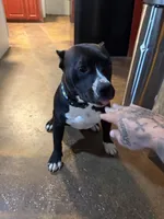 Nova , a female American Bully for sale in Duncan, OK – 2 of 3