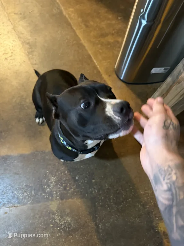 Nova  – American Bully puppy for sale in Duncan, OK