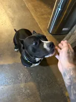 Nova , a female American Bully for sale in Duncan, OK – 1 of 3
