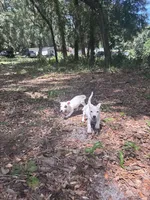 AKC Jacks, a male Jack Russell Terrier for sale in Citra, FL – 4 of 5