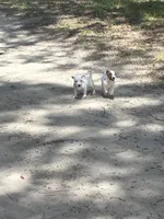 AKC Jacks, a female Jack Russell Terrier for sale in Citra, FL – 4 of 7